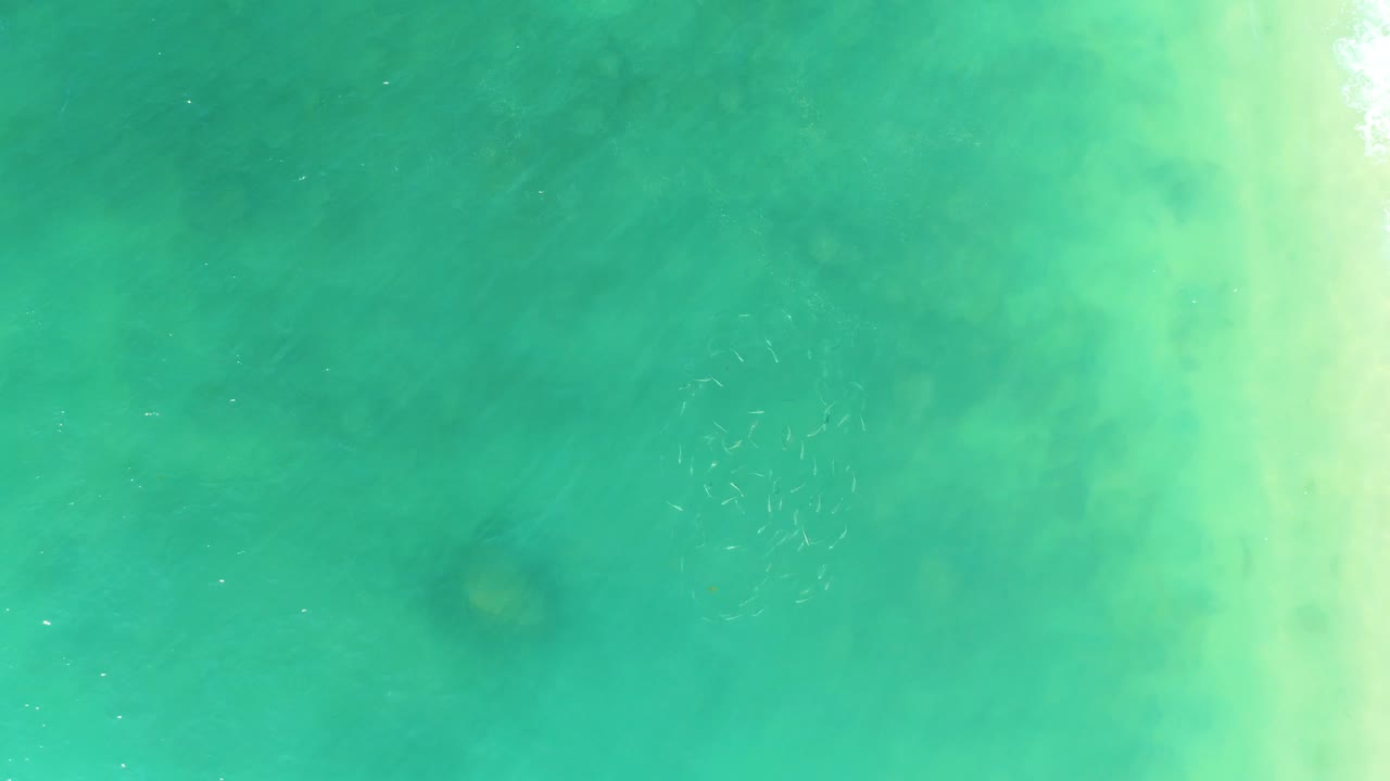 Small fish school in turquoise shallow water with sandy brightness at right.