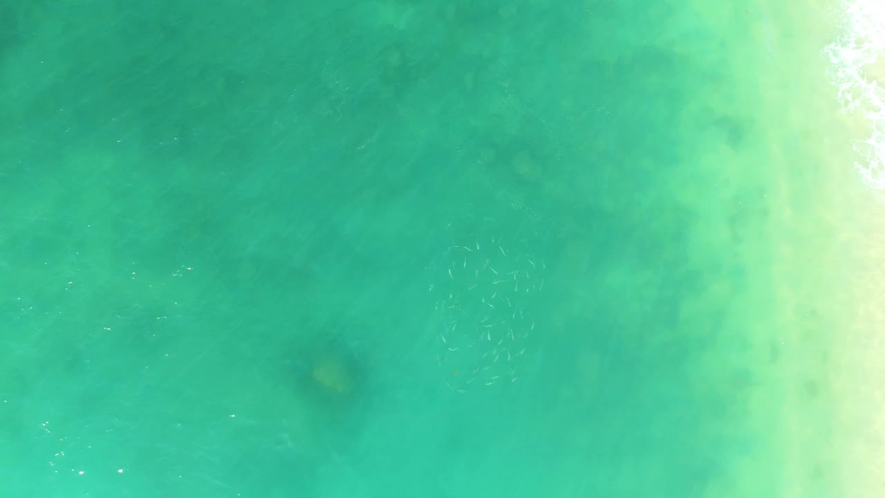 Overhead frame of scattered small fish in turquoise ocean water at El Tule Beach, with pale sandy shallows along the right side and no visible people.