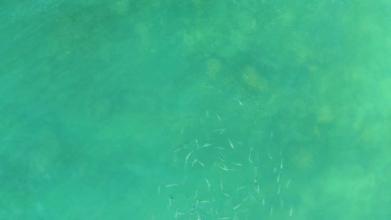 At El Tule Beach in Los Cabos, small pale fish gather in a circular formation beneath clear turquoise water, with muted underwater rocks or coral visible and no visible people.