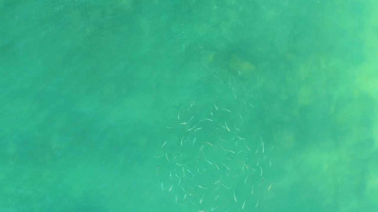 At El Tule Beach in Los Cabos, the fish school shifts within the turquoise frame while faint darker seabed patches sit underneath and no visible people appear.