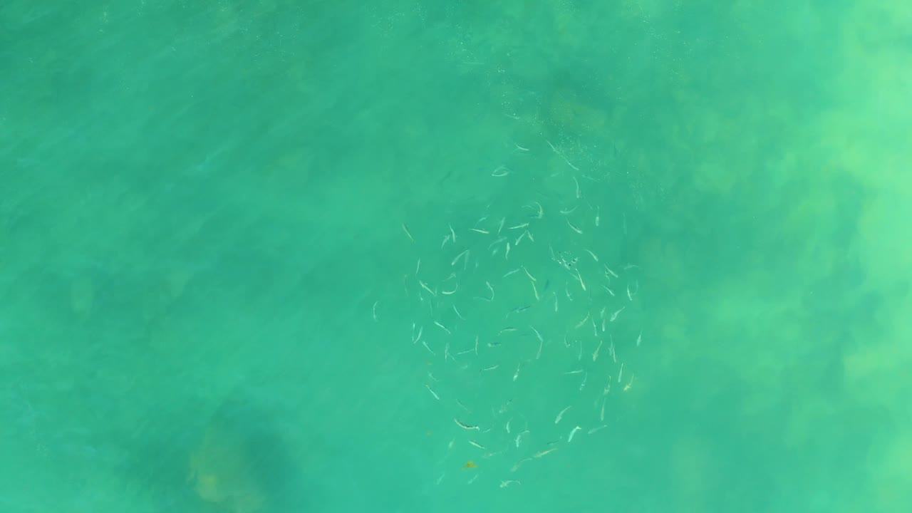 At El Tule Beach in Los Cabos, pale fish form a loose ring in blue-green ocean water, with darker submerged rock or coral areas visible below and no visible people.