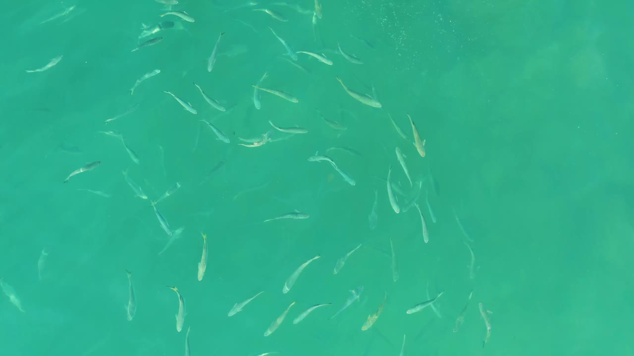 Small fish swimming in clear turquoise water