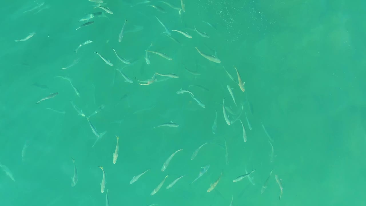 Small pale fish spread through the turquoise water at El Tule Beach Los Cabos, with green seabed patches beneath and no visible people.