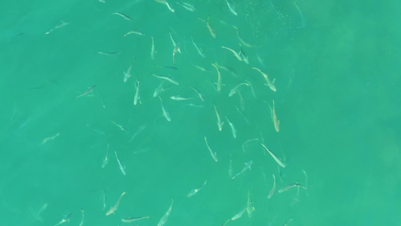 A loose school of small fish gathers toward the upper right in clear turquoise water at El Tule Beach Los Cabos, with no visible people.