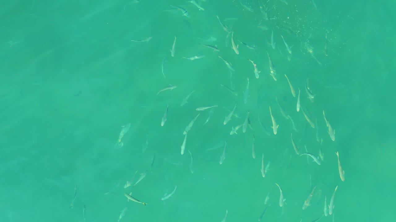 Small fish move over a shallow green-blue seabed in clear water at El Tule Beach Los Cabos, with the group more dispersed and no visible people.