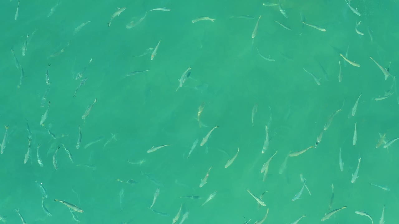 Small fish scattered through clear turquoise water.