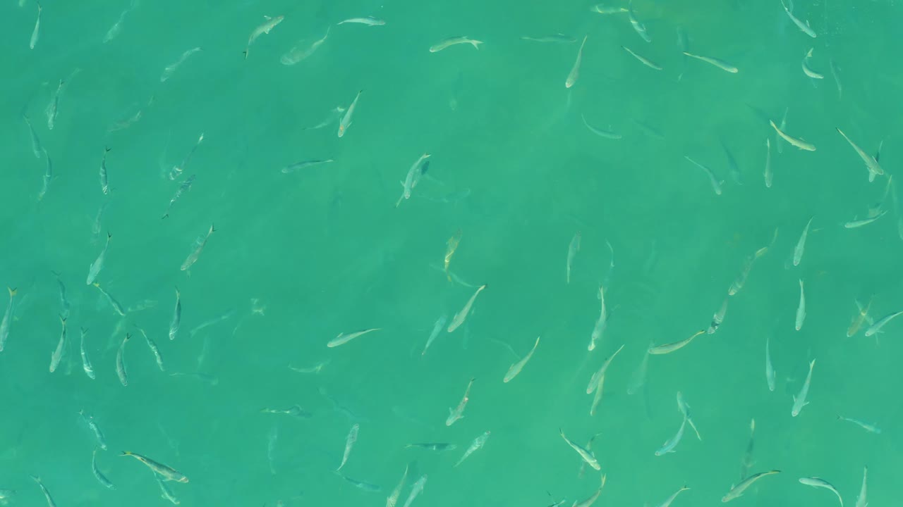A loose school of small fish appears beneath green-blue water at El Tule Beach in Los Cabos, with no visible people or shoreline.