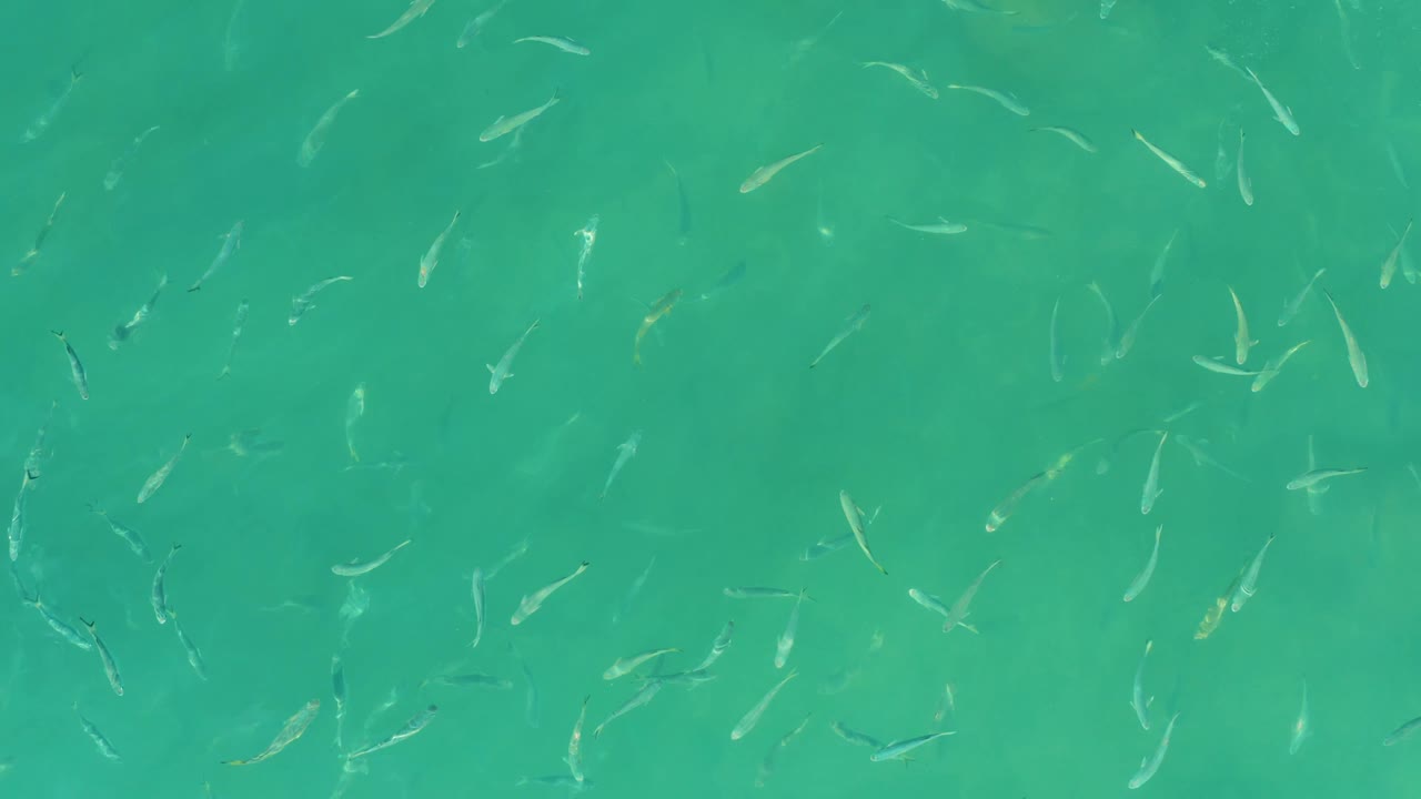 Many small fish are dispersed across bright turquoise water at El Tule Beach in Los Cabos, with no visible people in the frame.