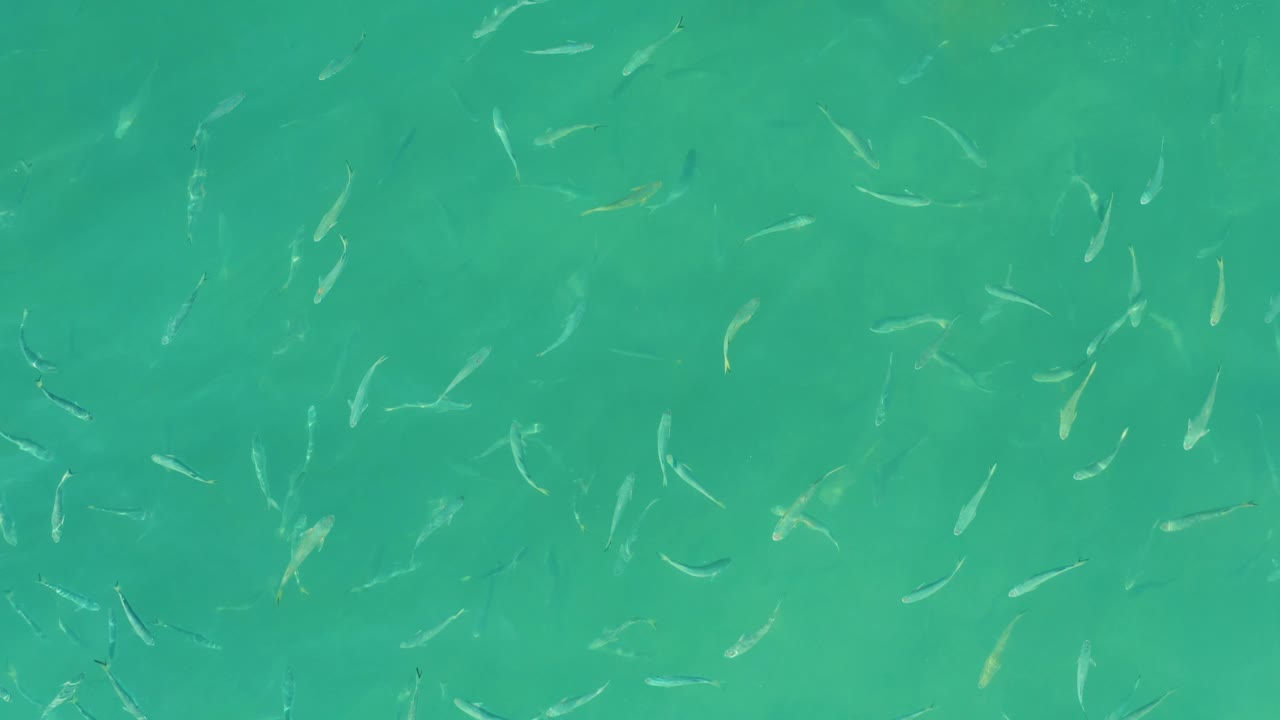 Small fish form loose, shifting lines in clear turquoise-green water at El Tule Beach in Los Cabos, with no visible people.