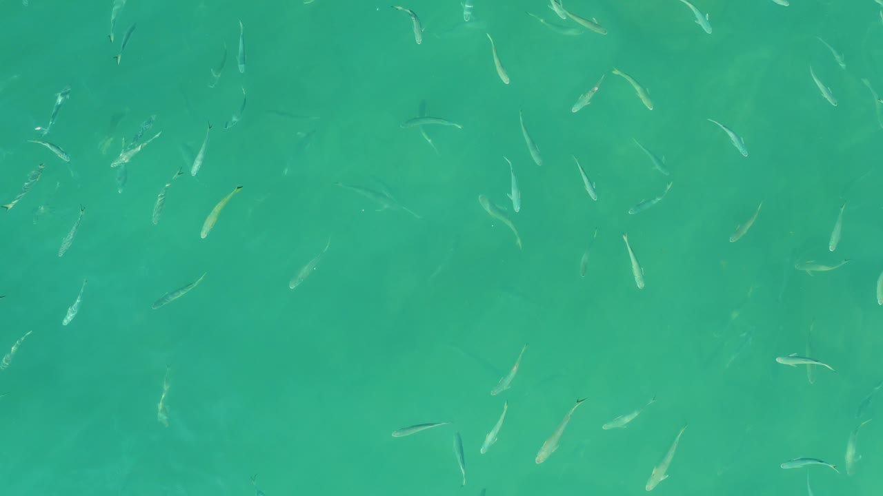 Small fish scattered in clear turquoise water