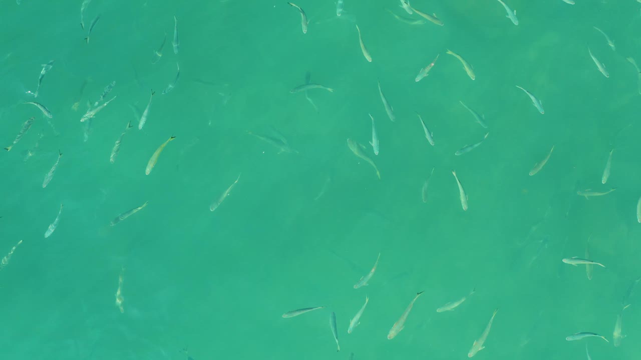 Small fish appear across the upper and lower areas of clear blue-green water at El Tule Beach Los Cabos, with no shoreline and no visible people.