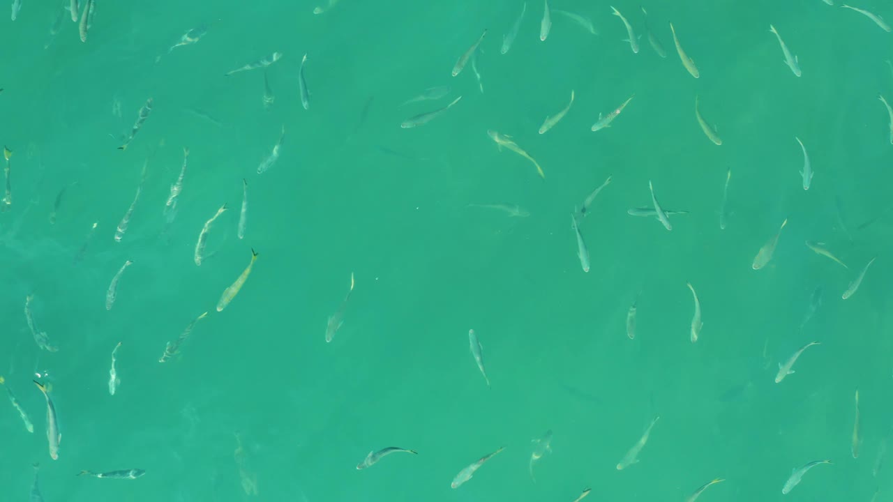 Pale and darker small fish are visible against turquoise shallow water at El Tule Beach Los Cabos, with a clean overhead composition and no visible people.