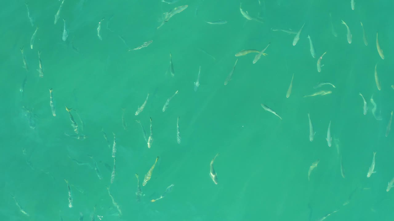 A loose school of small fish fills clear aqua water at El Tule Beach Los Cabos, with underwater color variation visible and no people in frame.