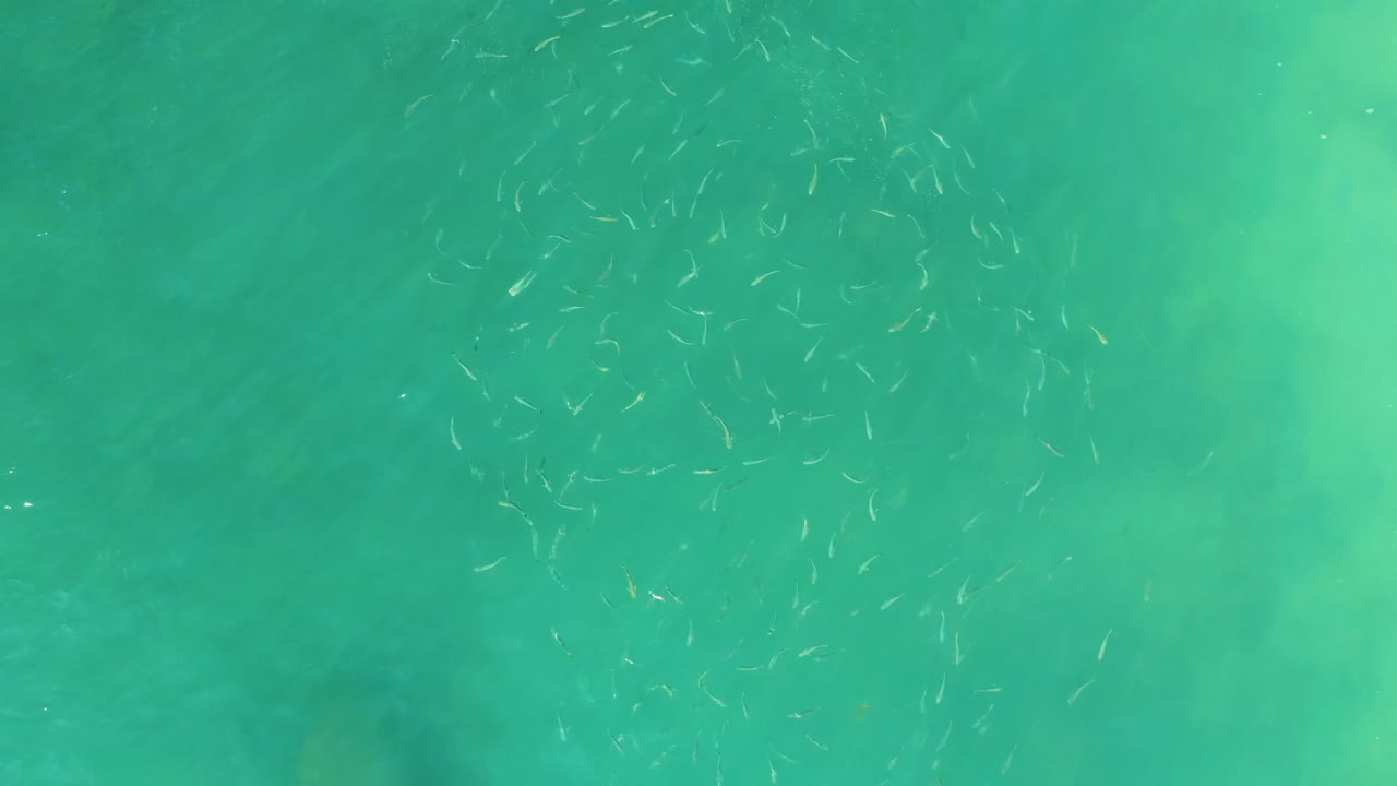 Small fish are scattered across clear turquoise water at El Tule Beach in Los Cabos, with a faint shallow seabed pattern and no visible people.
