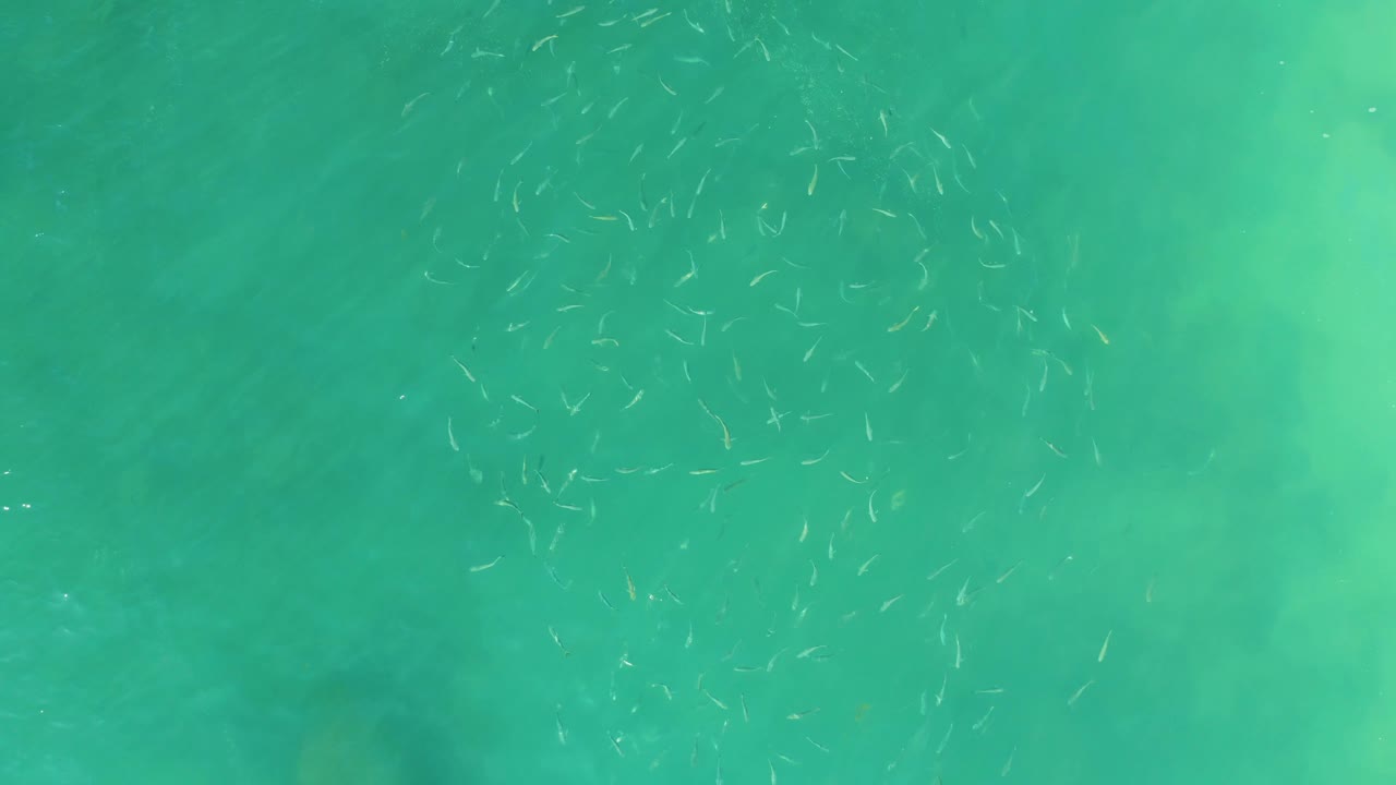 Loose school of small fish over green-blue water.