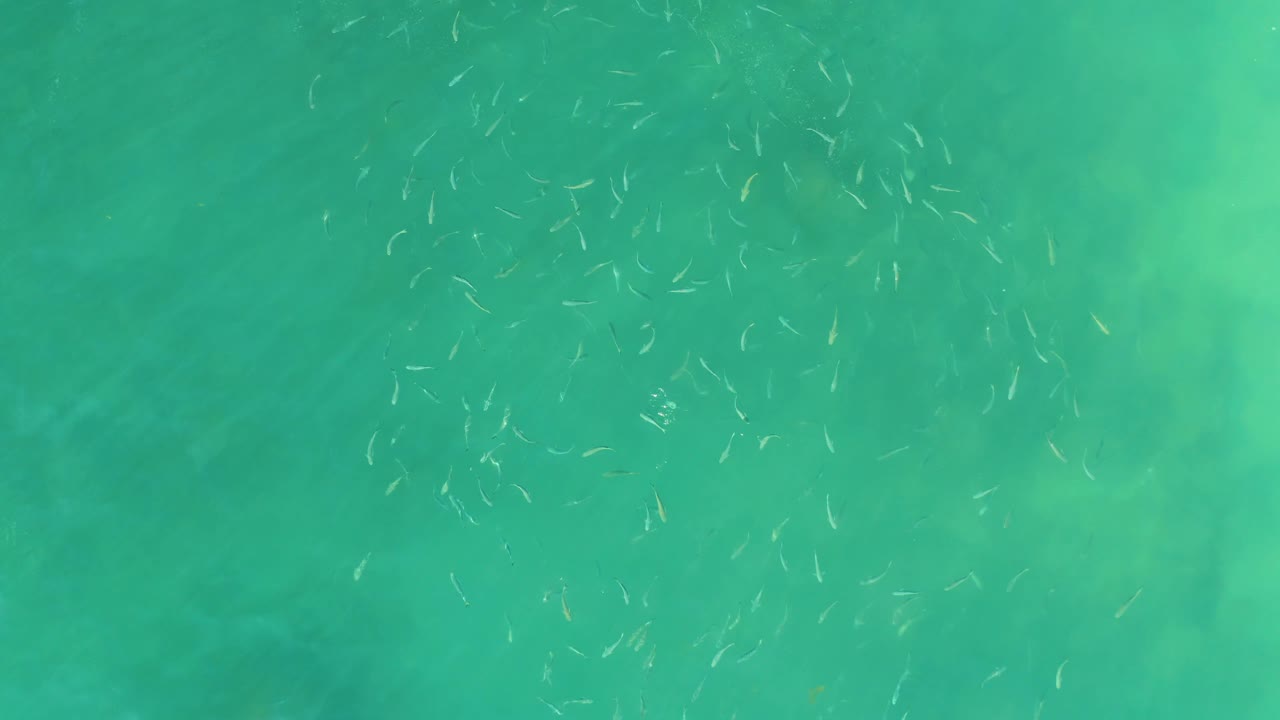 Small fish are visible through clear turquoise ocean water at El Tule Beach in Los Cabos, with a lightly mottled bottom and no visible people.