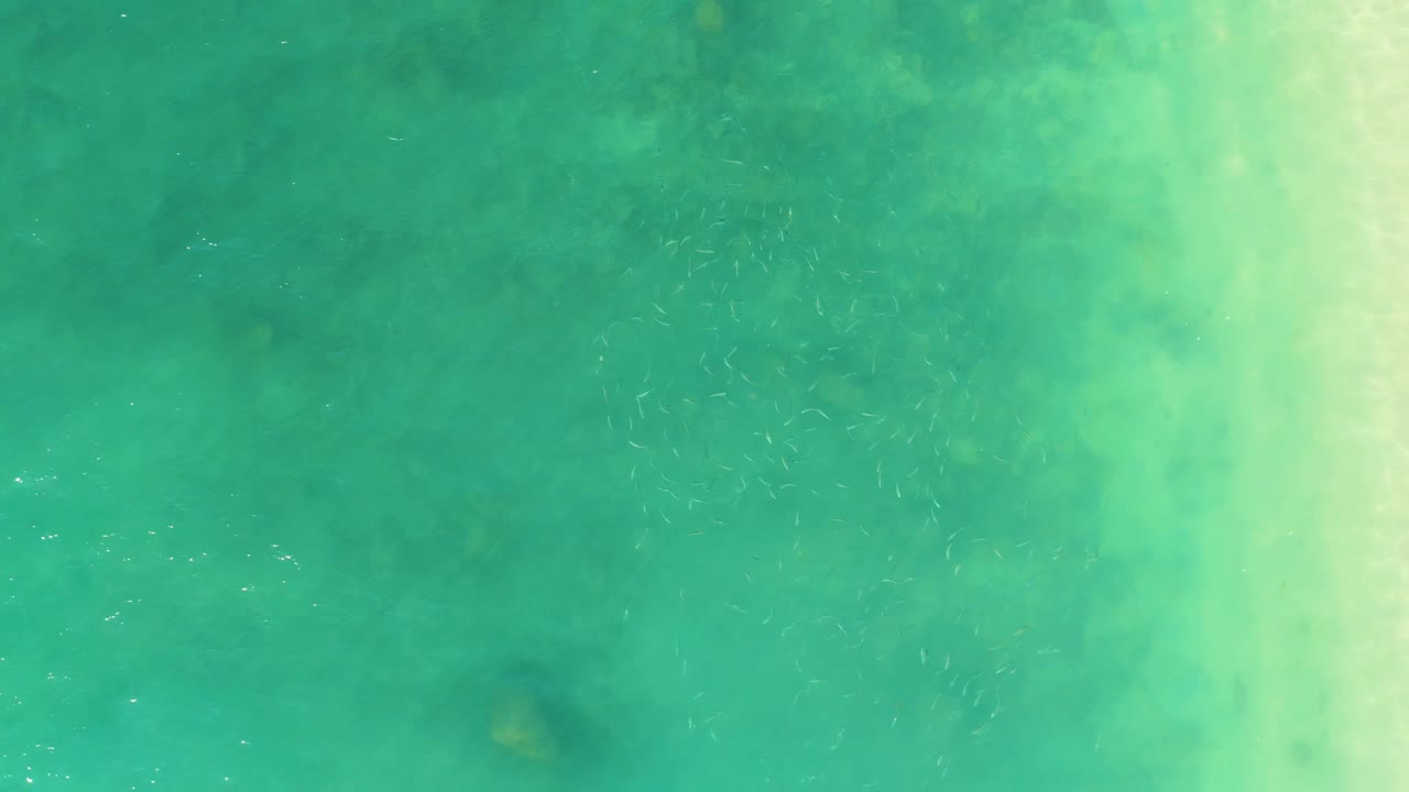 Small pale fish scatter across the middle of shallow turquoise water at El Tule Beach Los Cabos, with brighter sand-toned water along the right side and no visible people.