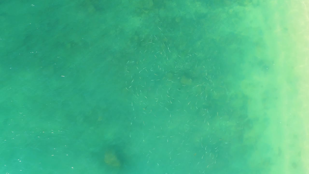 Fish school visible over green ocean water