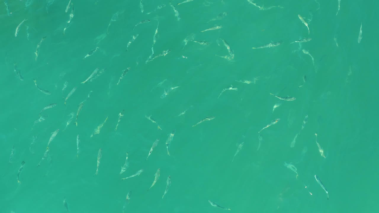 Small fish scattered in clear turquoise water.