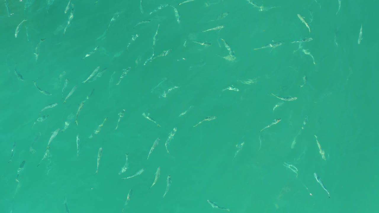 A loose school of small fish moves through greenish-blue water at El Tule Beach in Los Cabos, with no visible people or shoreline.