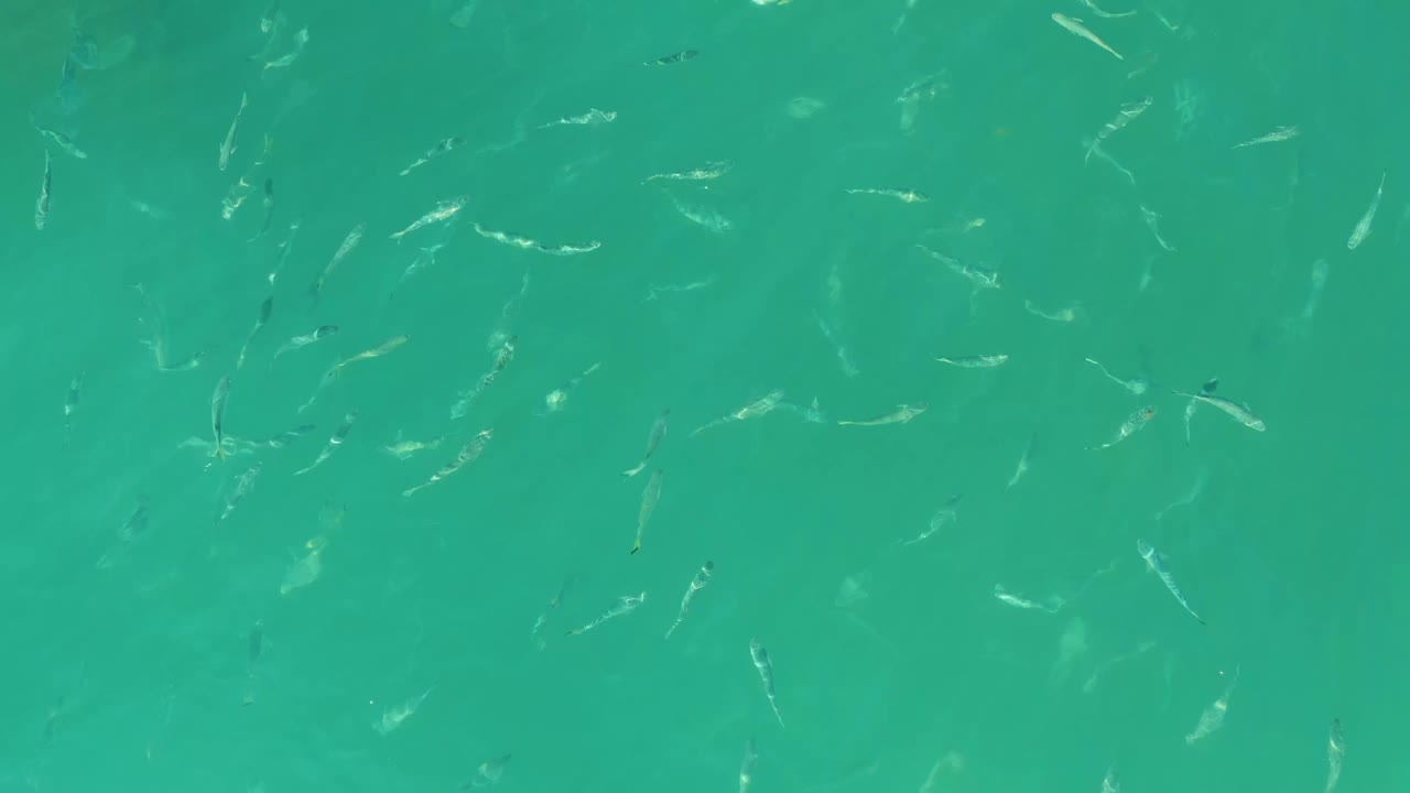 Small fish glint in clear turquoise water at El Tule Beach in Los Cabos, with the frame filled by water and no visible people.