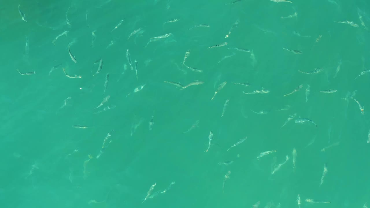 Scattered small fish appear across bright turquoise water at El Tule Beach in Los Cabos, with a clean top-down composition and no visible people.