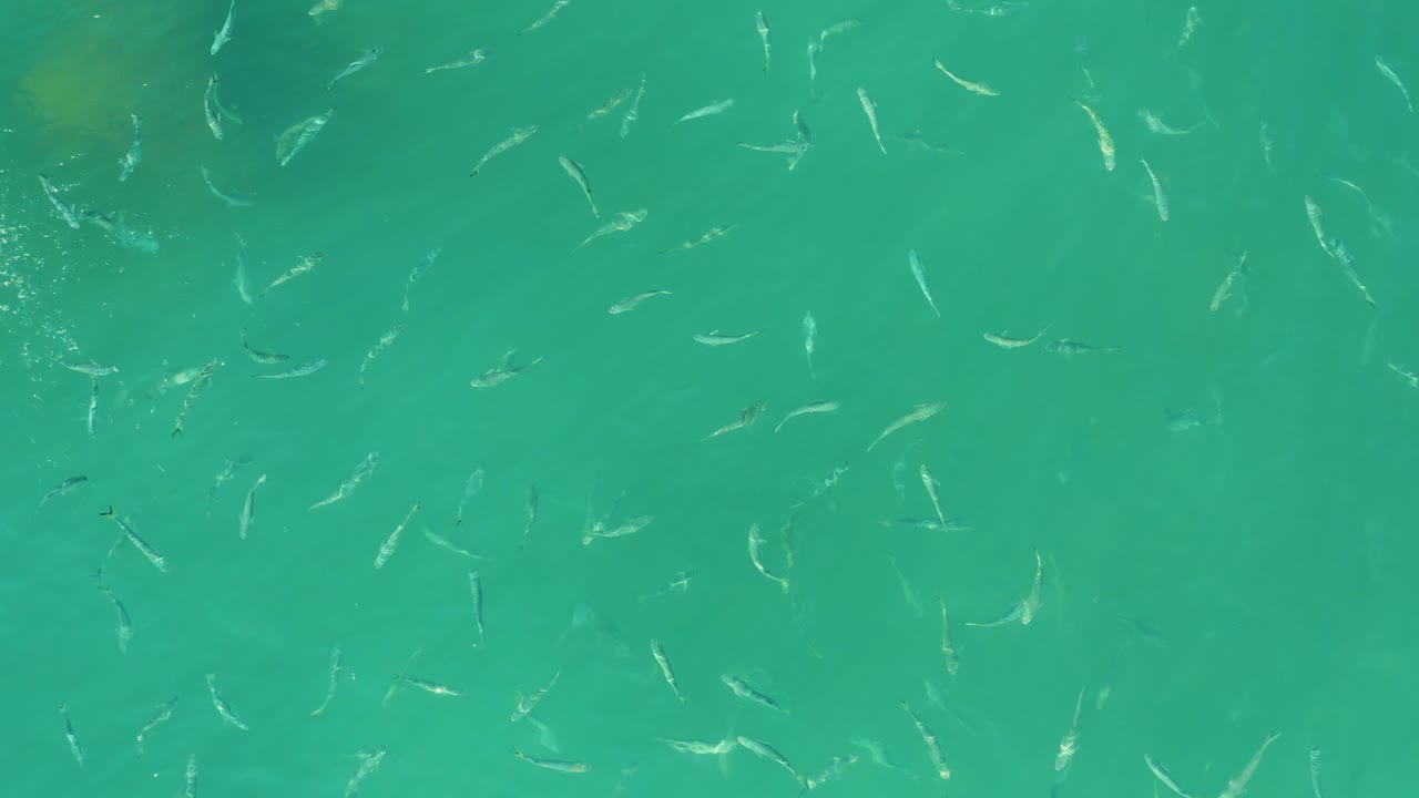 Small pale fish are dispersed across clear turquoise water at El Tule Beach in Los Cabos, with no visible people in the overhead frame.