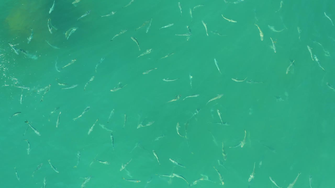 Loose school of fish in clear green-blue water.