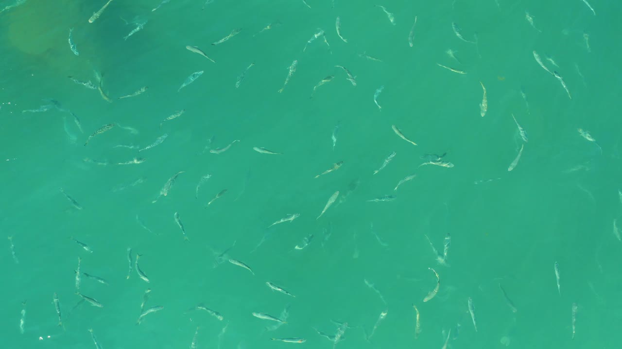 Small fish appear as pale streaks and light glints in transparent turquoise water at El Tule Beach in Los Cabos, with no visible people.