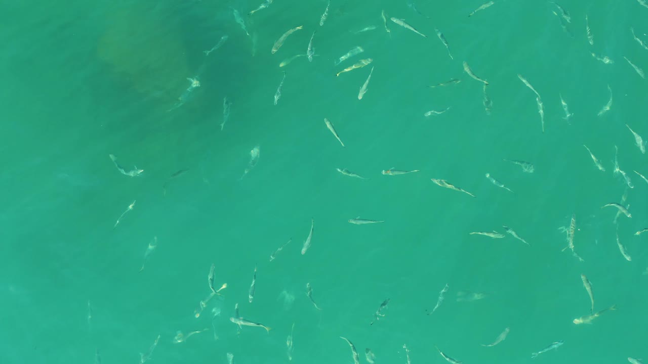 Small fish appear in varied directions over turquoise shallow water at El Tule Beach Los Cabos, with faint bottom texture and no visible people.