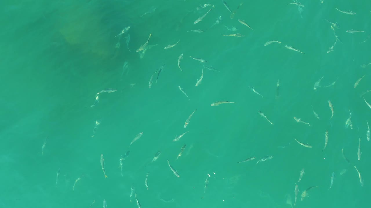 Scattered fish in clear turquoise-green water.
