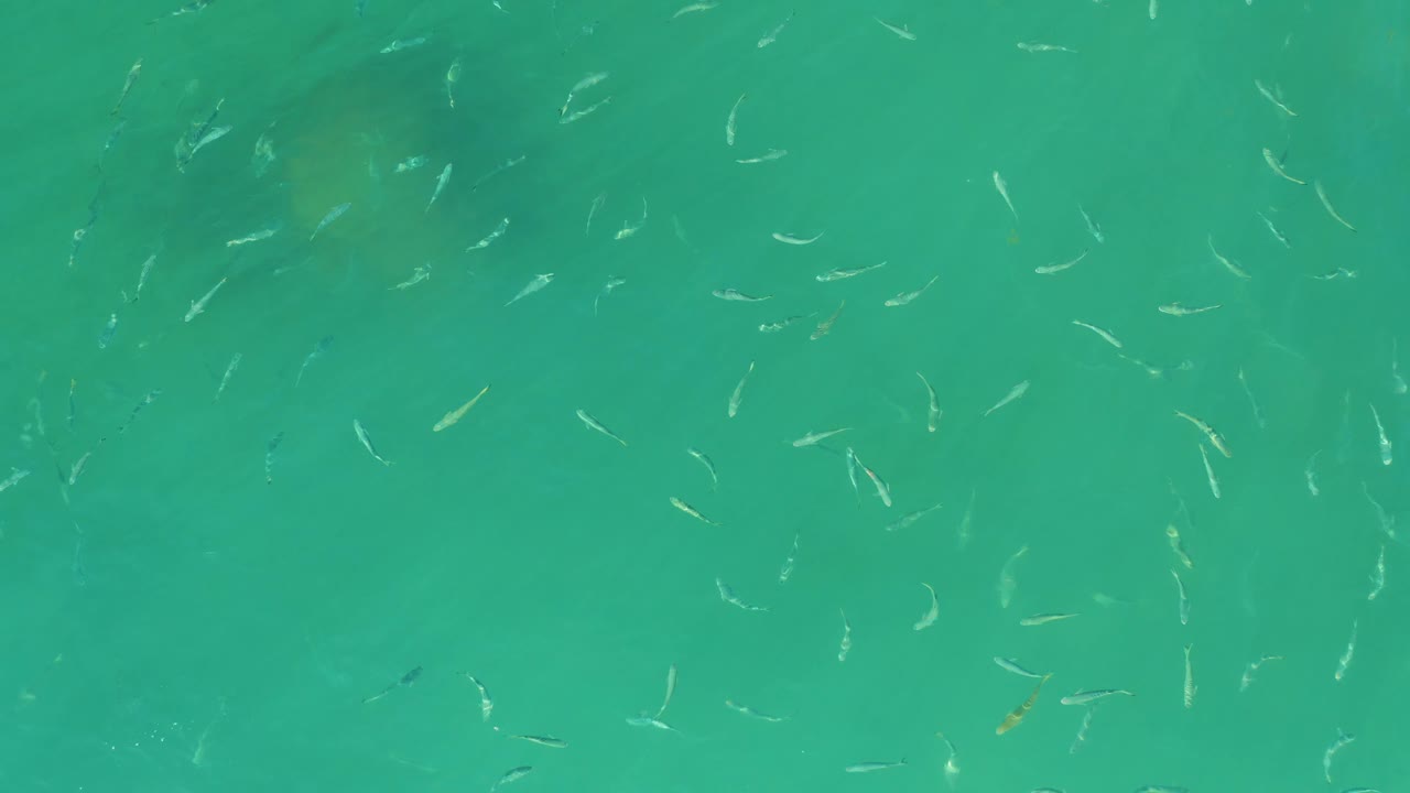 Small fish scattered in turquoise water