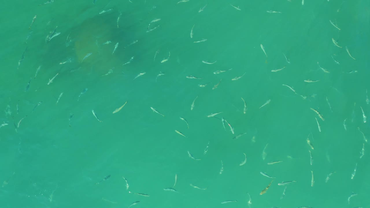 A loose school of small pale fish crosses green-blue water at El Tule Beach in Los Cabos, Mexico, with subtle ripples and no visible people.