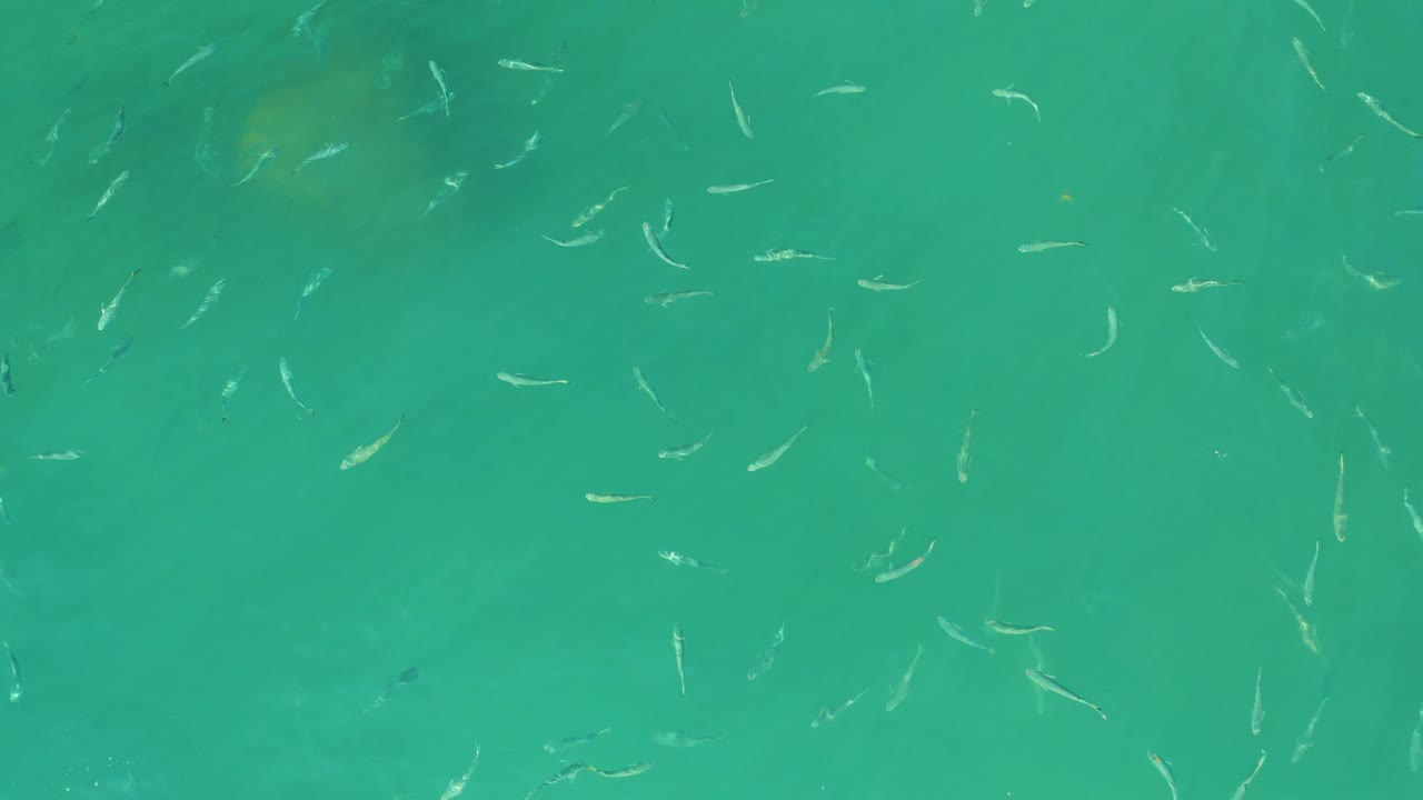 Small fish remain visible across clear turquoise shallows at El Tule Beach in Los Cabos, Mexico, with the underwater bottom faintly showing and no visible people.