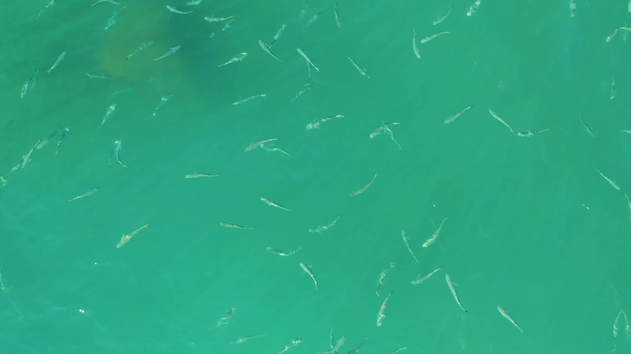 Fish are dispersed across rippled turquoise water at El Tule Beach in Los Cabos, Mexico, with darker underwater patches near the lower frame and no visible people.