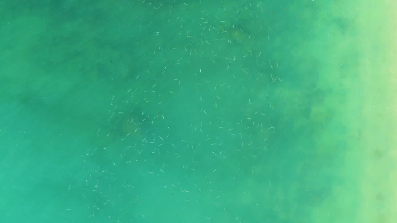Turquoise ocean water with scattered small fish below the surface.