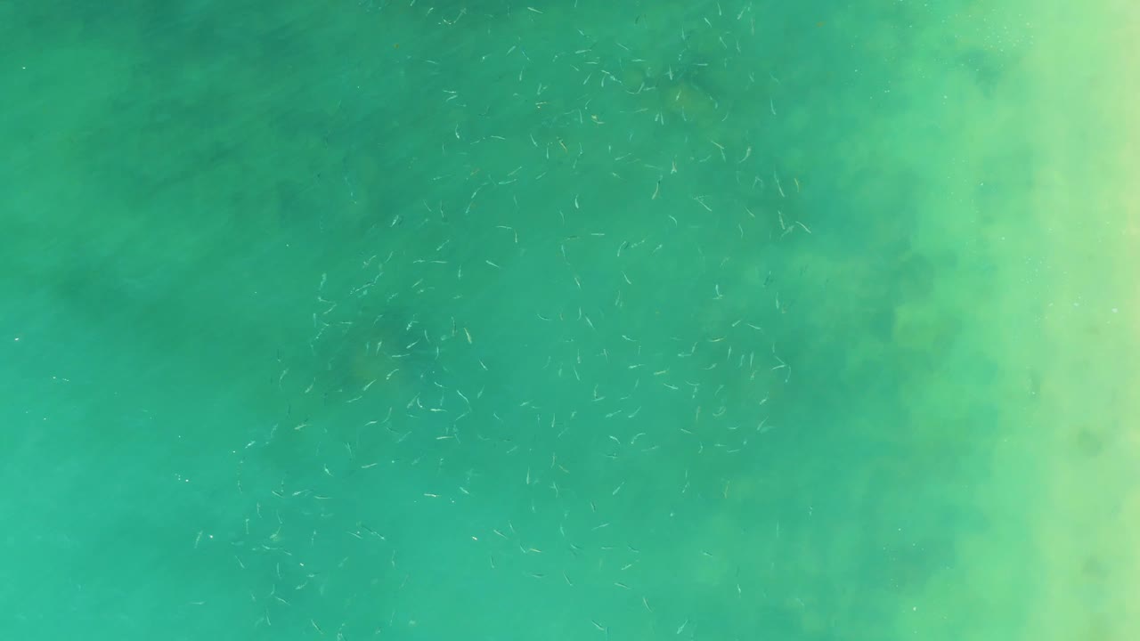 Clear green-blue water at El Tule Beach Los Cabos shows a loose school of small fish across the center with no visible people.