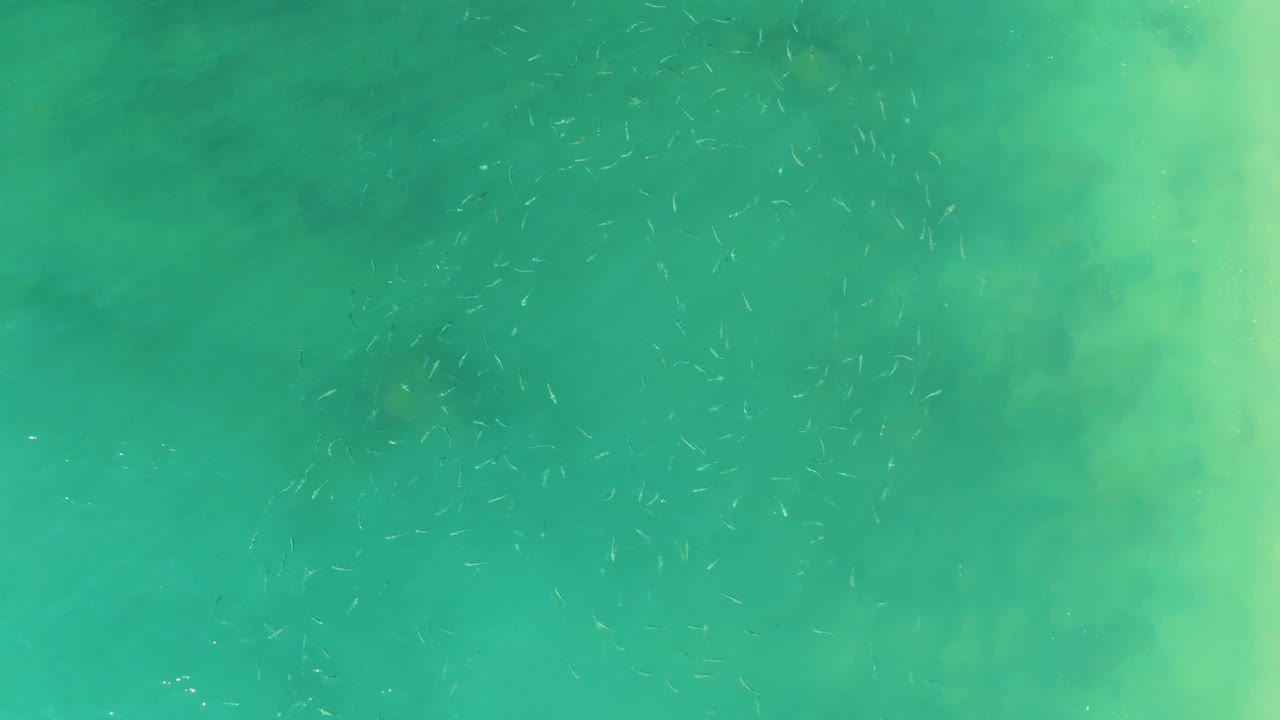 Overhead turquoise ocean at El Tule Beach Los Cabos with small pale fish clustered near the center and no visible people.