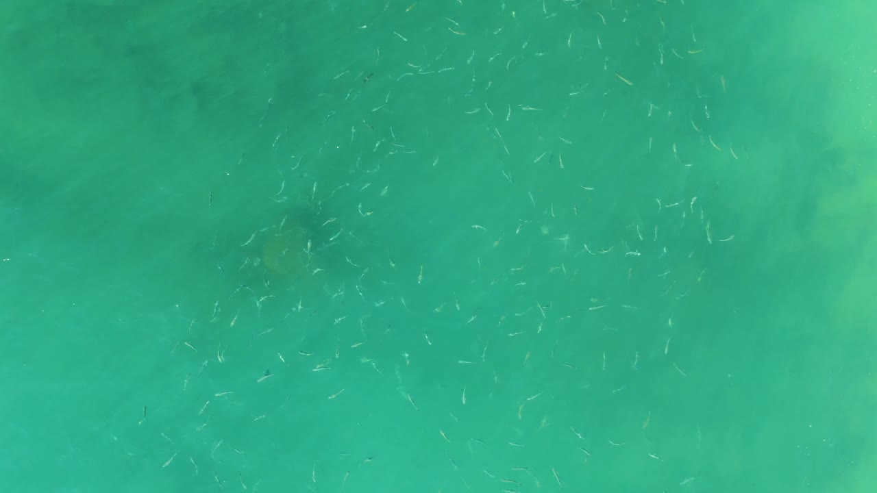 A wider overhead frame at El Tule Beach Los Cabos shows scattered small fish across calm transparent water with no visible people.