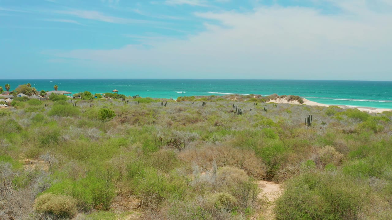 A wide Cabo Pulmo coastal frame shows mixed green and dry shrubs, scattered cactus-like plants, pale sand, a turquoise sea horizon, and no visible people.