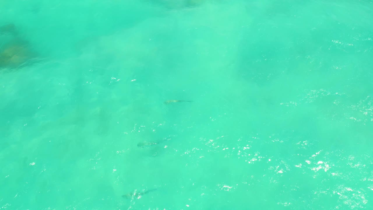 Small dark fish appear below bright turquoise Cabo Pulmo water while sunlight catches the rippled surface, with no visible people.