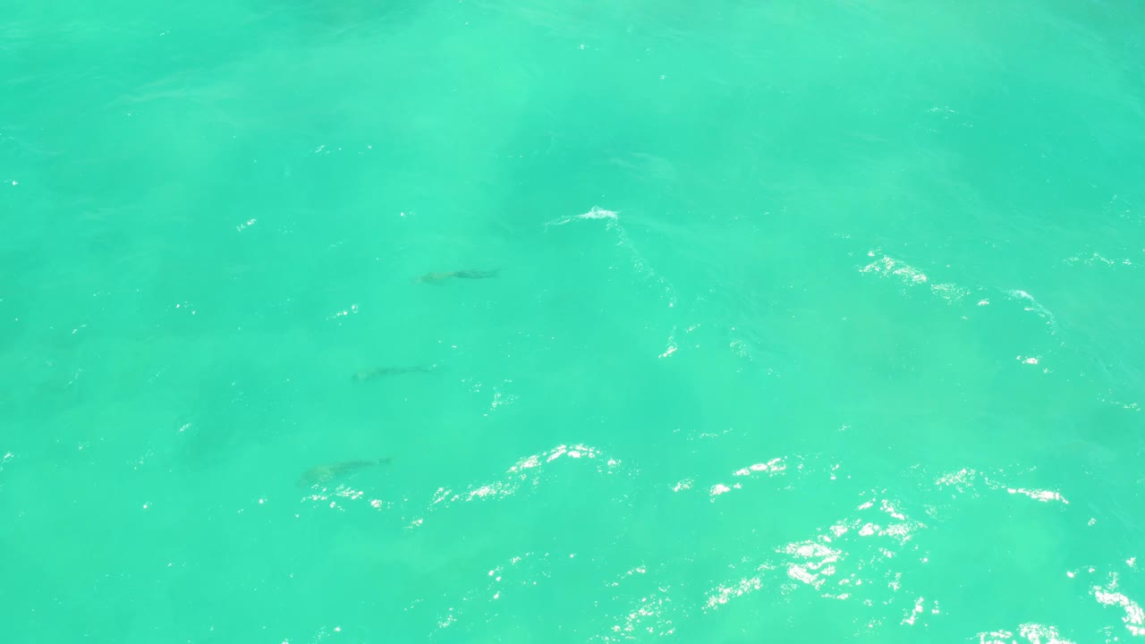 Overhead view of turquoise shallow water in Cabo Pulmo, Baja California Sur, with small dark fish below the surface, bright ripple highlights, and no visible people.