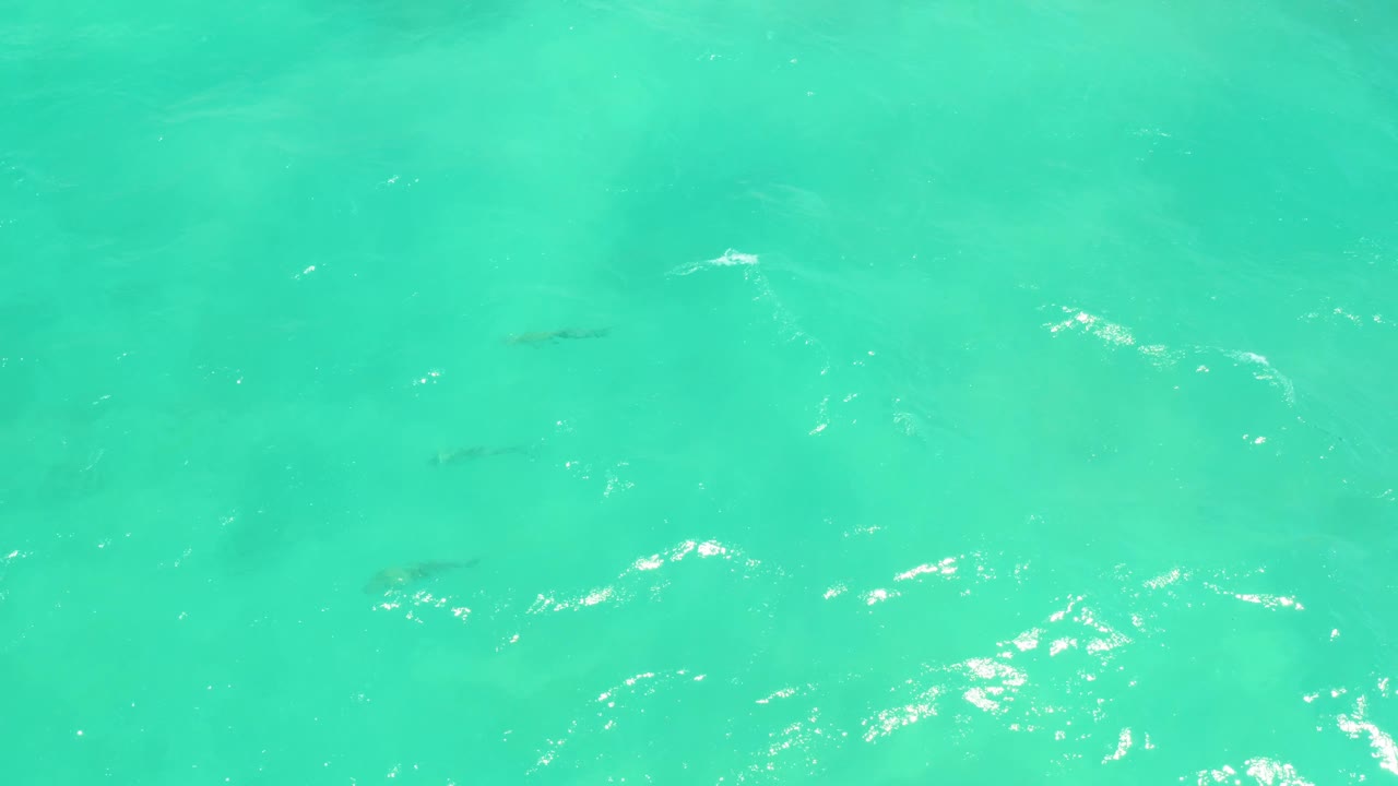 Turquoise water fills the frame in Cabo Pulmo, with a few small fish shapes under the surface, scattered white reflections, and no visible people.
