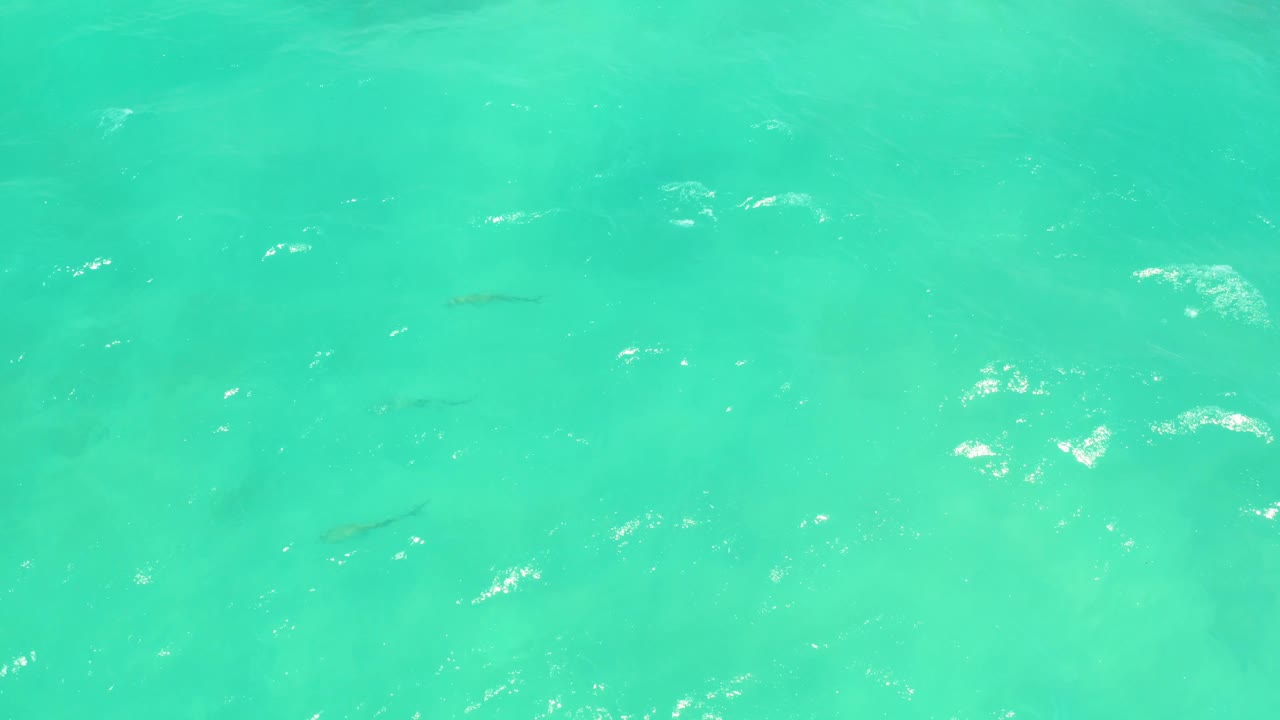 Overhead Cabo Pulmo water detail with faint fish silhouettes in the turquoise shallows, surface shimmer across the center, and no visible people.