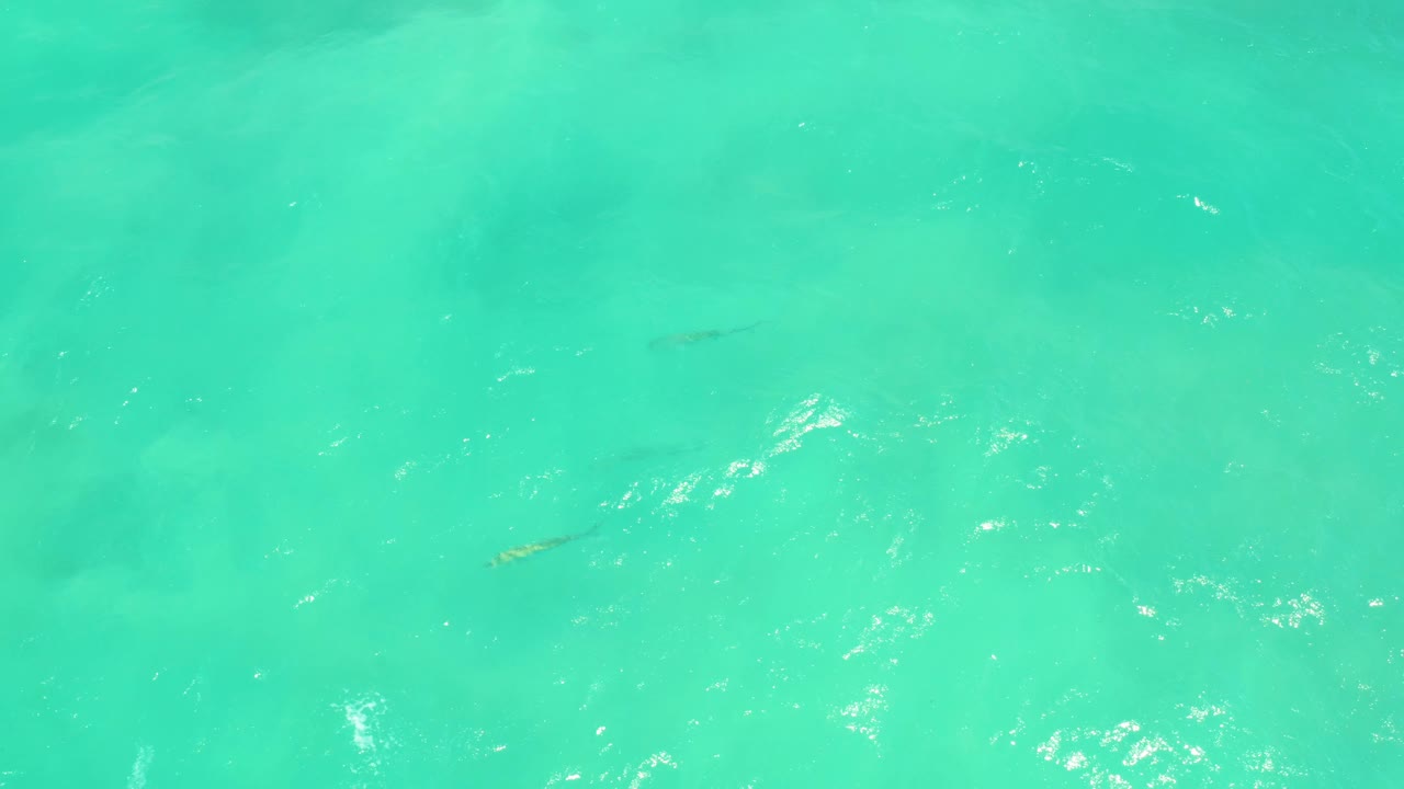 Small fish appear below clear turquoise water in Cabo Pulmo, with bright surface highlights near the upper portion and no visible people.