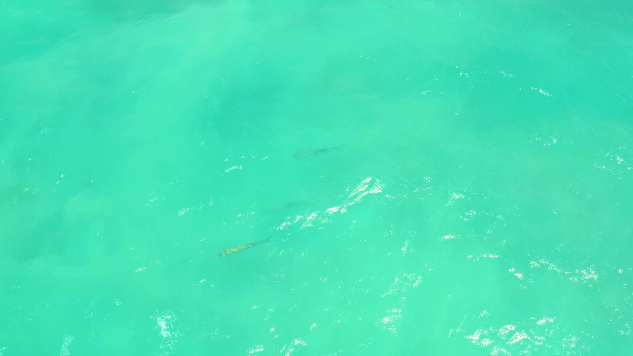 Faint small fish sit under turquoise Cabo Pulmo water as ripples and sun glints spread across the surface, with no visible people.