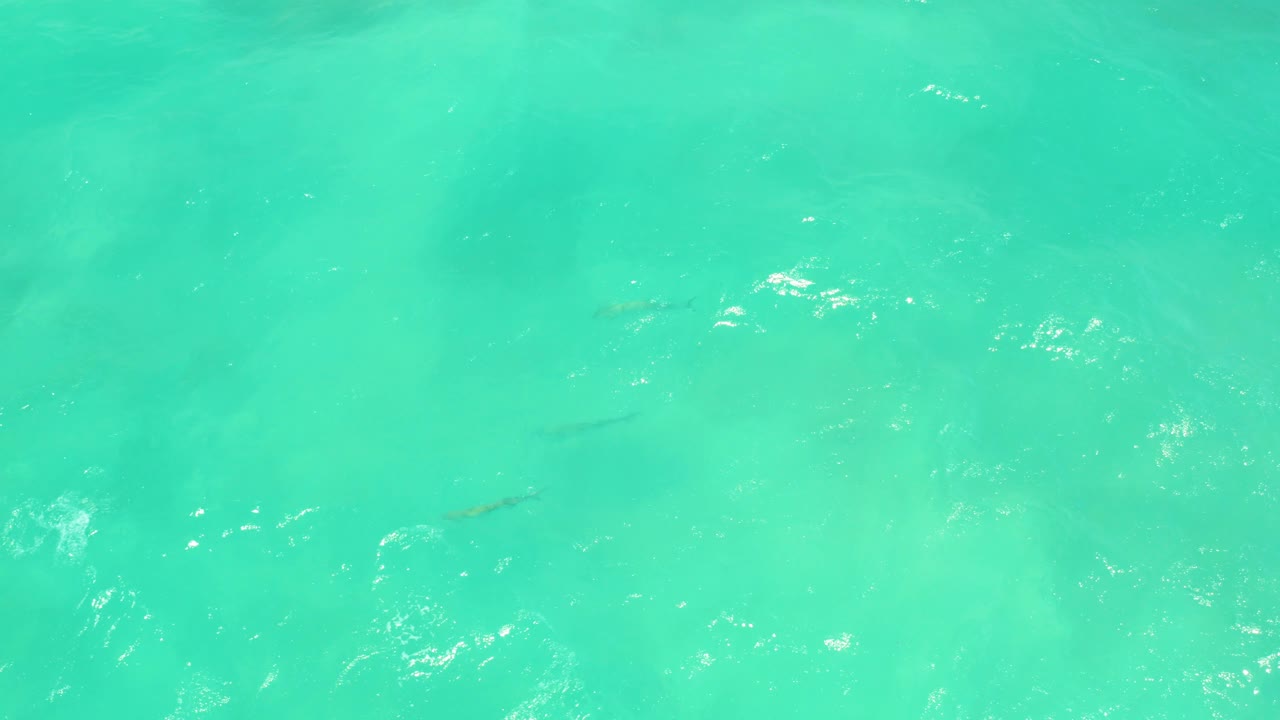 Clear aqua water in Cabo Pulmo shows small dark fish beneath the surface and a soft pale bottom pattern, with no visible people.