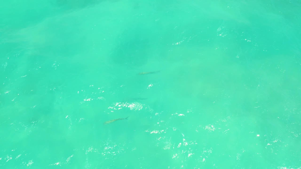 Small fish beneath bright turquoise sea surface