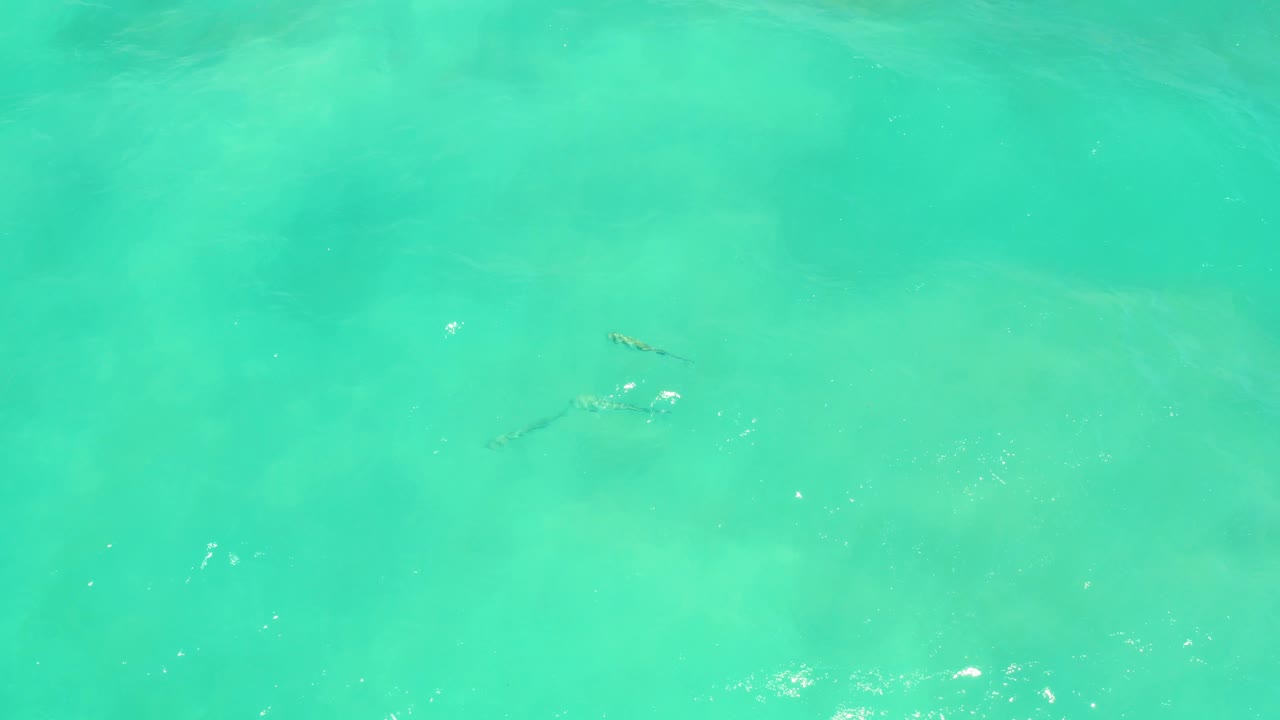 Small fish in clear turquoise shallow water