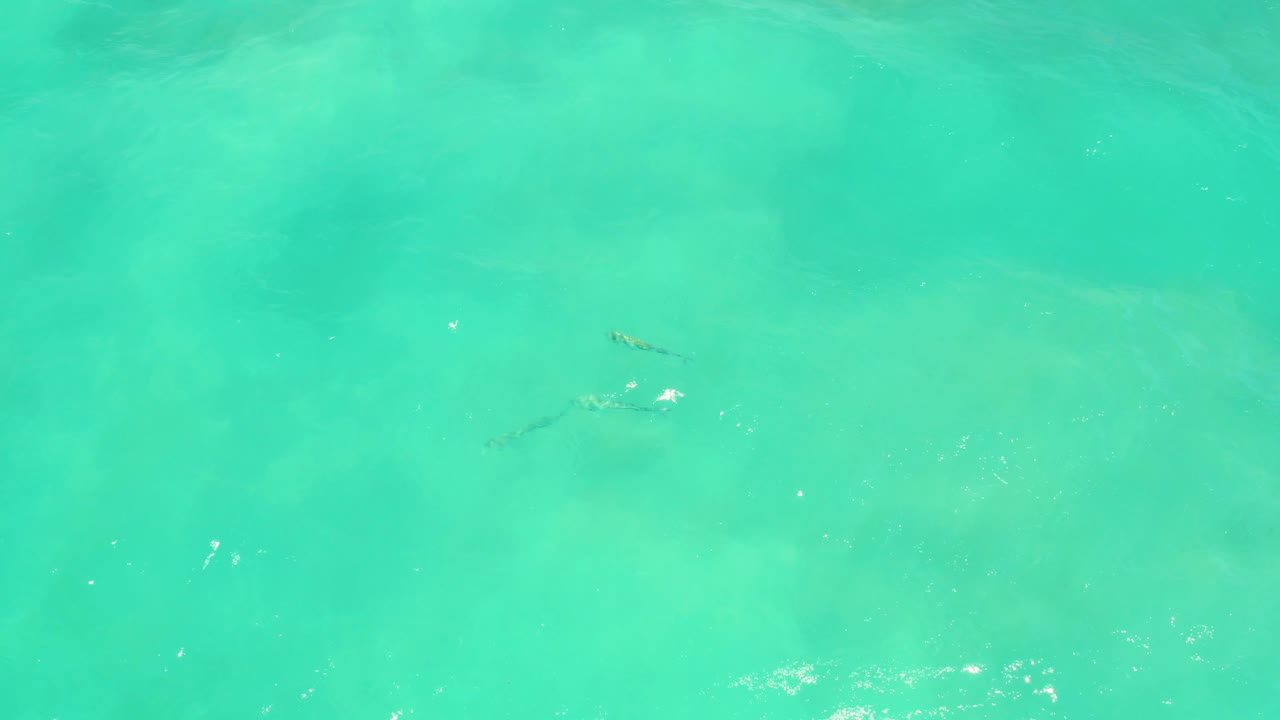 Clear turquoise water fills the frame in Cabo Pulmo as small fish sit higher in the composition under scattered surface highlights, with no visible people.
